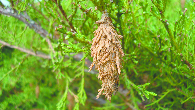 Bagworm Example