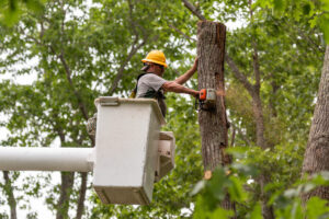 Arborist tree removal