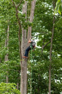 Tree climbing and removal