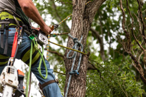 Arborist Climbing tree service