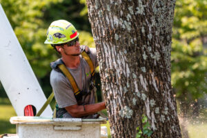 Tree removal roanoke