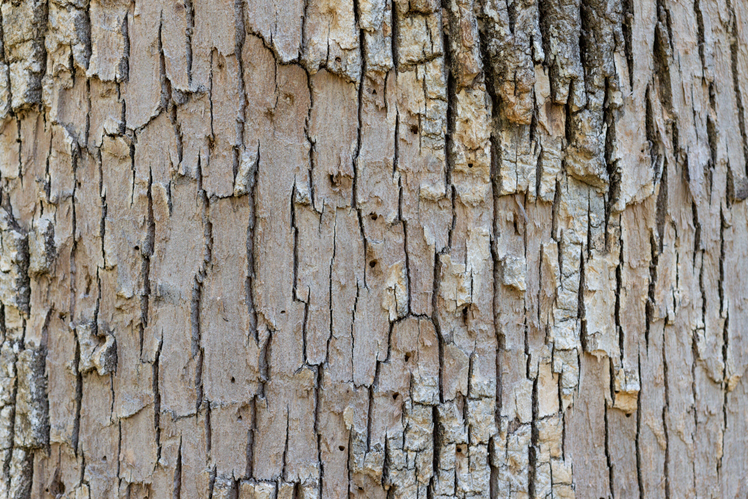 Emerald ash borer tree treatment