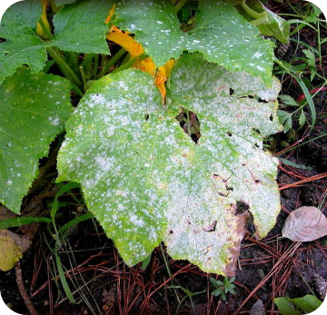 {posthttps://allnaturaltreeexperts.com/blog/what-you-need-to-know-about-hemlock-woolly-adelgid/What you need to know about Hemlock Woolly Adelgid_title}