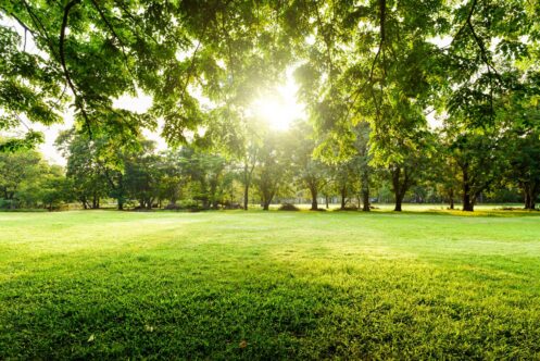 {posthttps://allnaturaltreeexperts.com/blog/is-spring-the-best-time-to-fertilize-trees/Is Spring the Best Time to Fertilize Trees?_title}
