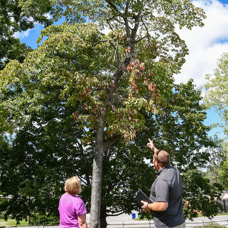 Fruit tree disease treatment christiansburg01