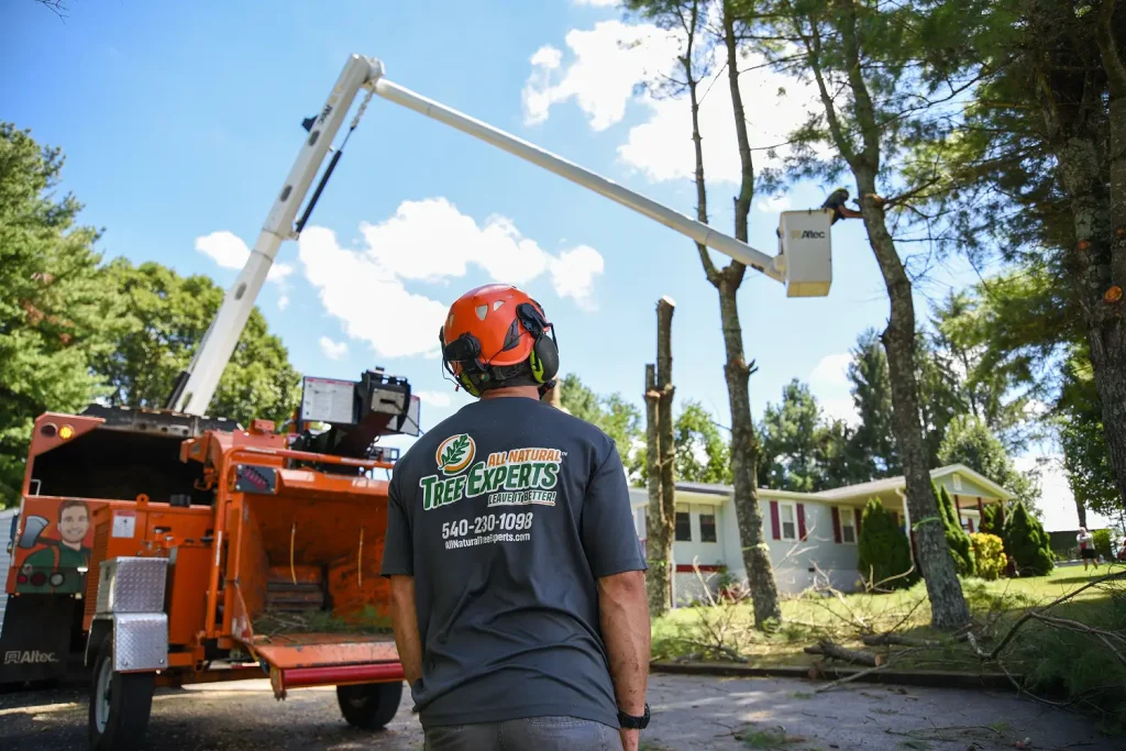 {posthttps://allnaturaltreeexperts.com/blog/what-is-tree-cabling-and-when-is-it-necessary/What Is Tree Cabling and When Is It Necessary?_title}