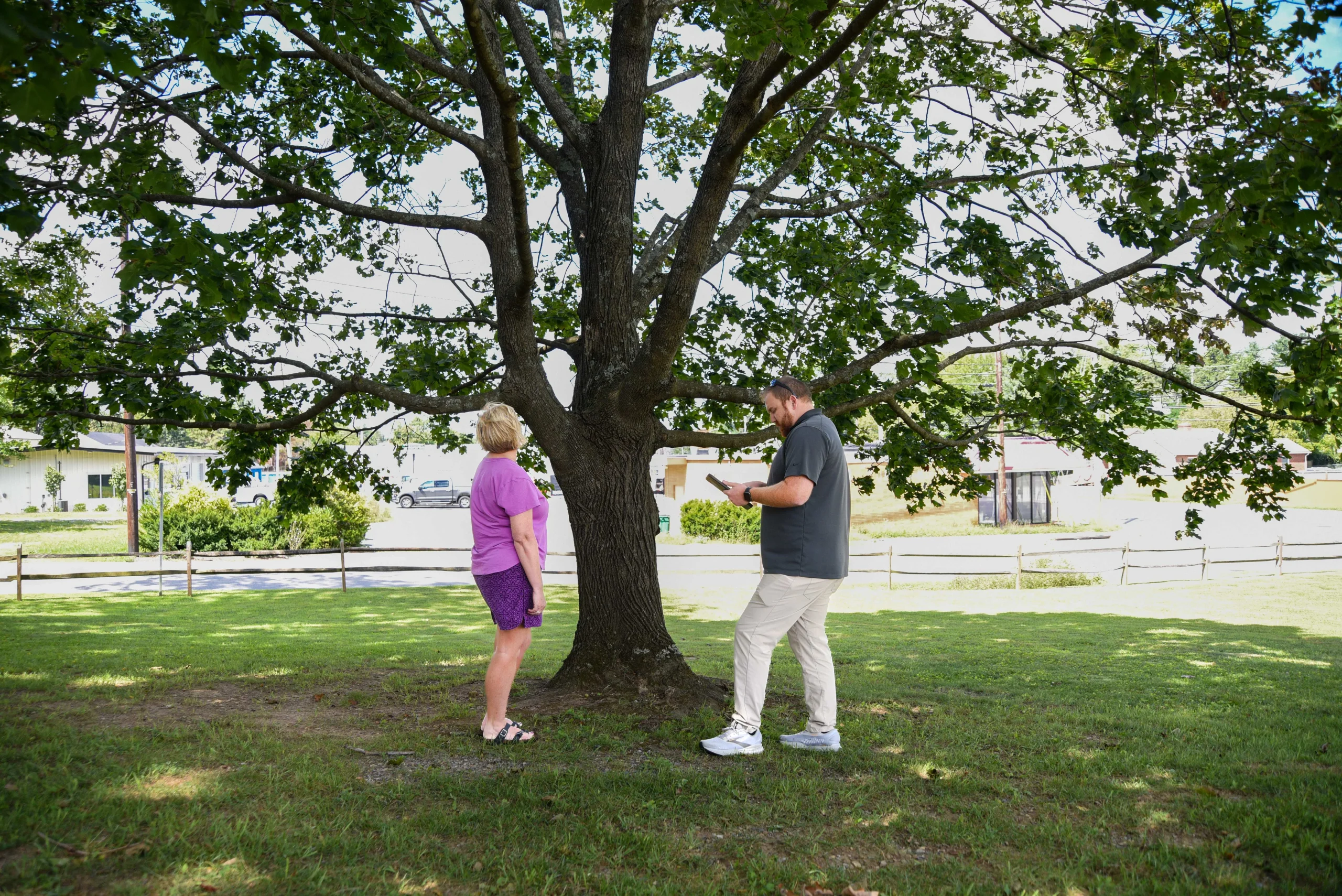 tree inspections