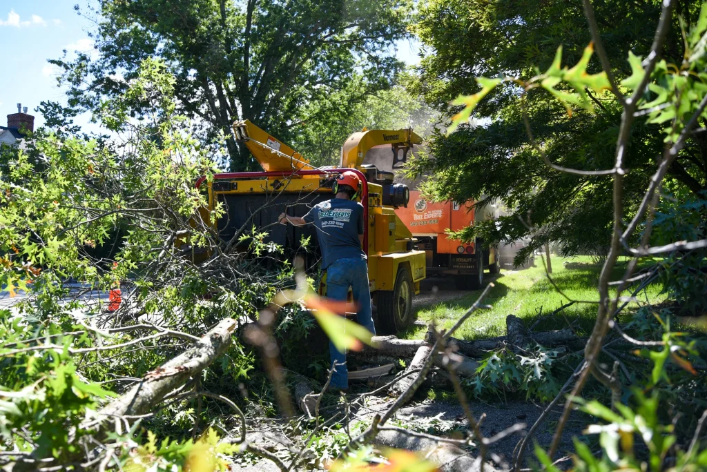 Tree Removal All Natural Tree Experts