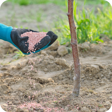 Tree Fertilization and Soil Care in Christiansburg, VA