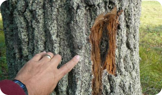oak wilt