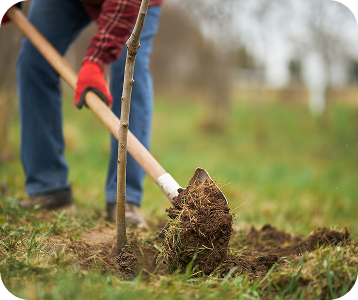 tree planting